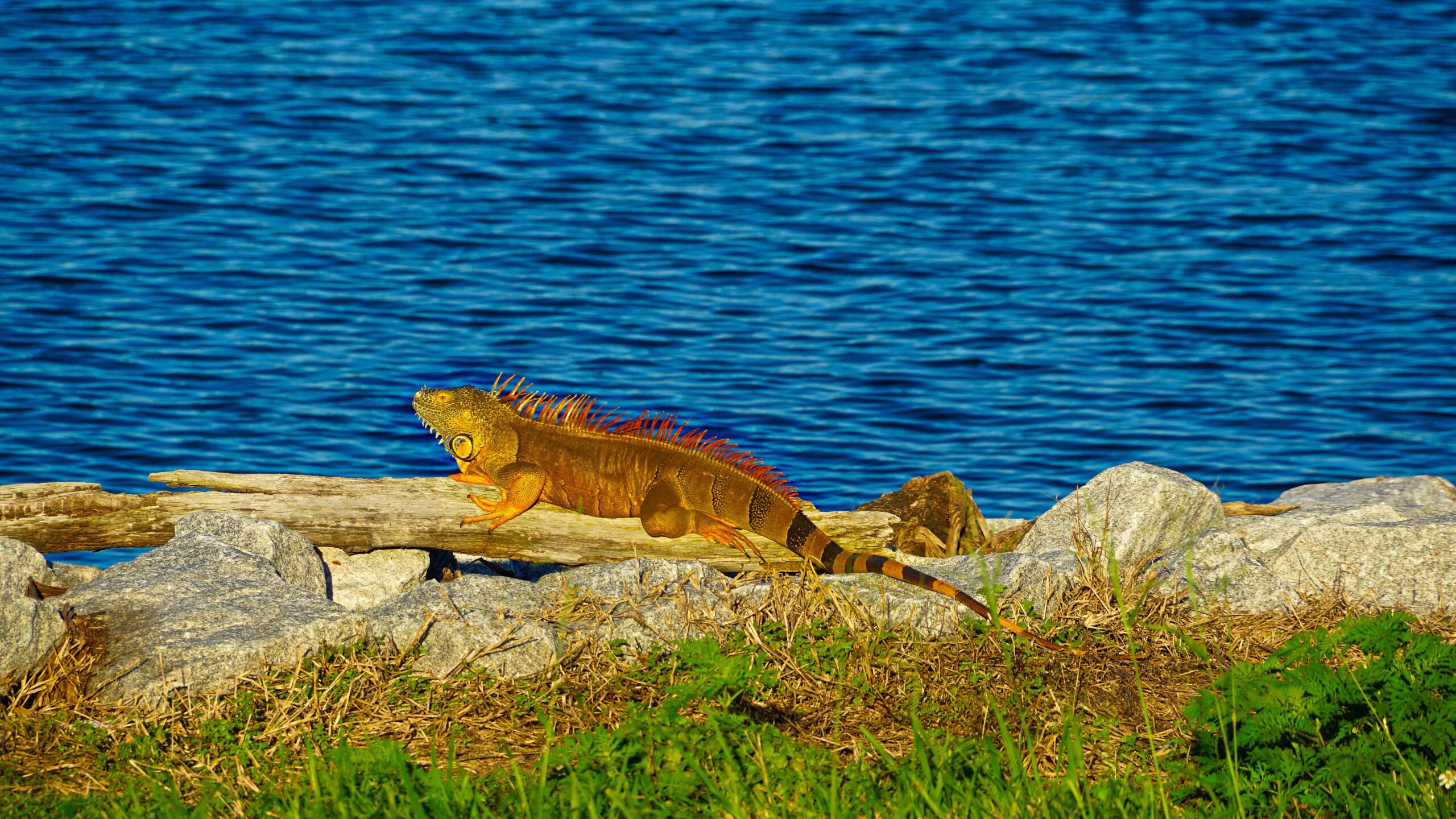 Contea di Okeechobee, le principali comunità recintate della Florida ...