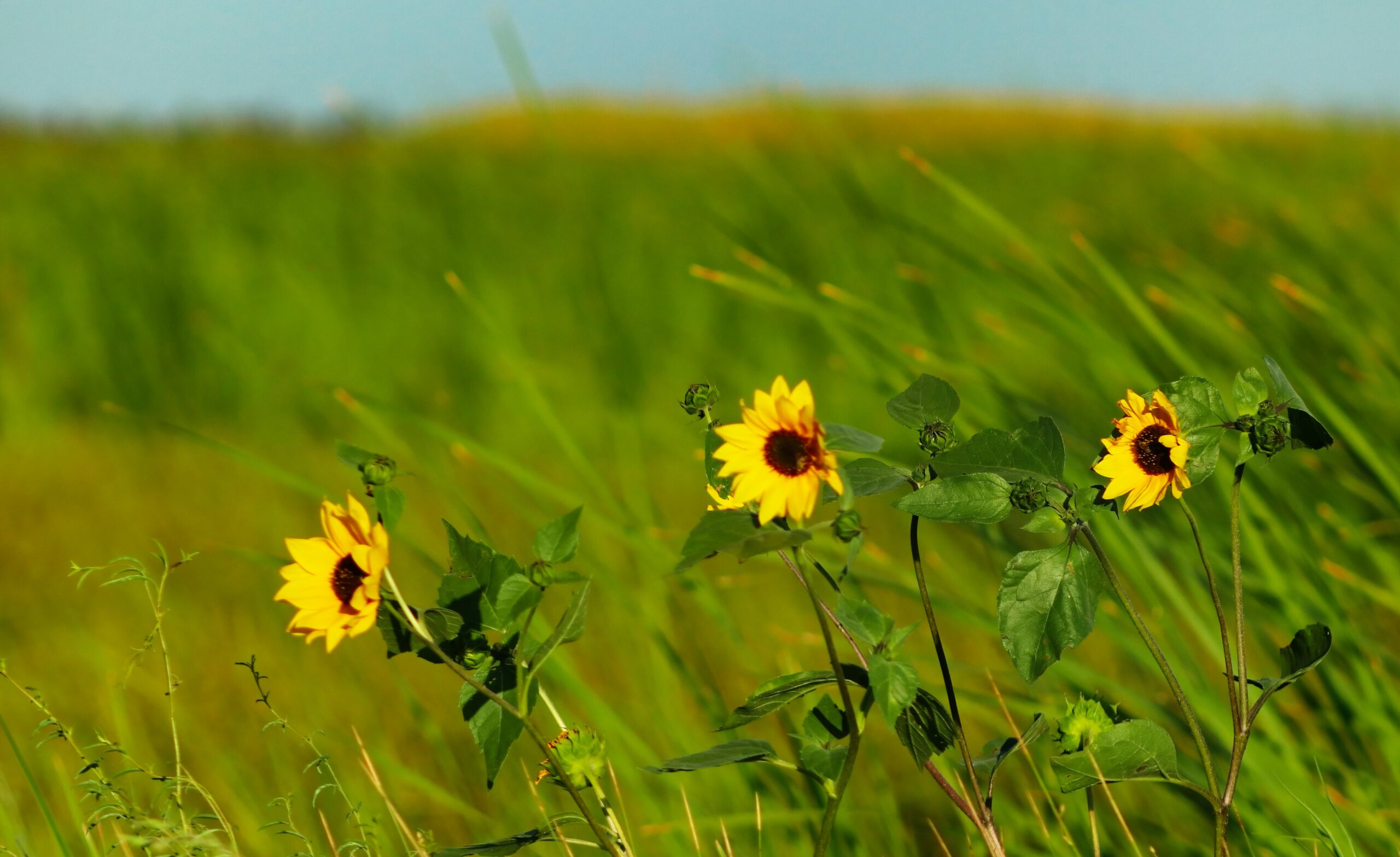 Yolo County, California's Top Gated Communities Security, Luxury, and